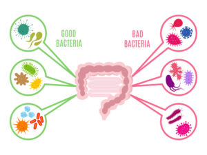 Darmen: goede bacteriën